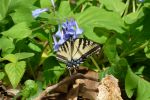 PICTURES/Pigeon Mountain - Wildflowers in The Pocket/t_Bluebells & Butterfly1.JPG